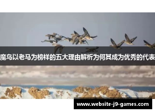 魔鸟以老马为榜样的五大理由解析为何其成为优秀的代表